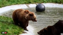 UK zoo welcomes back European brown bears from 3-month hibernation