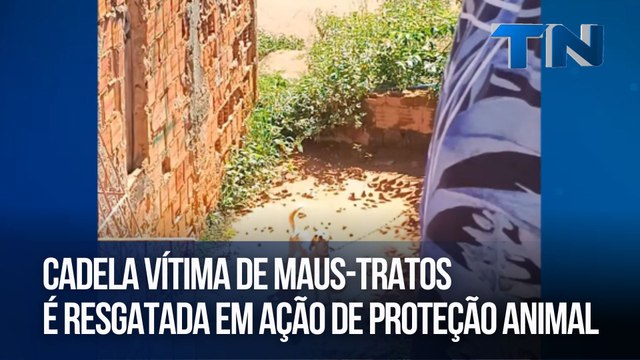 Cadela vítima de maus-tratos é resgatada em ação de proteção animal