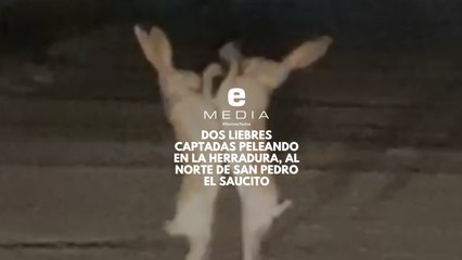 Dos liebres captadas peleando en La Herradura, al norte de San Pedro el Saucito