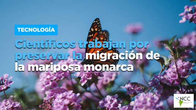 Científicos trabajan por preservar la migración de la mariposa monarca