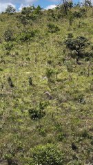 Tamanduá resgatado de situação de tráfico é liberado na Chapada Imperial