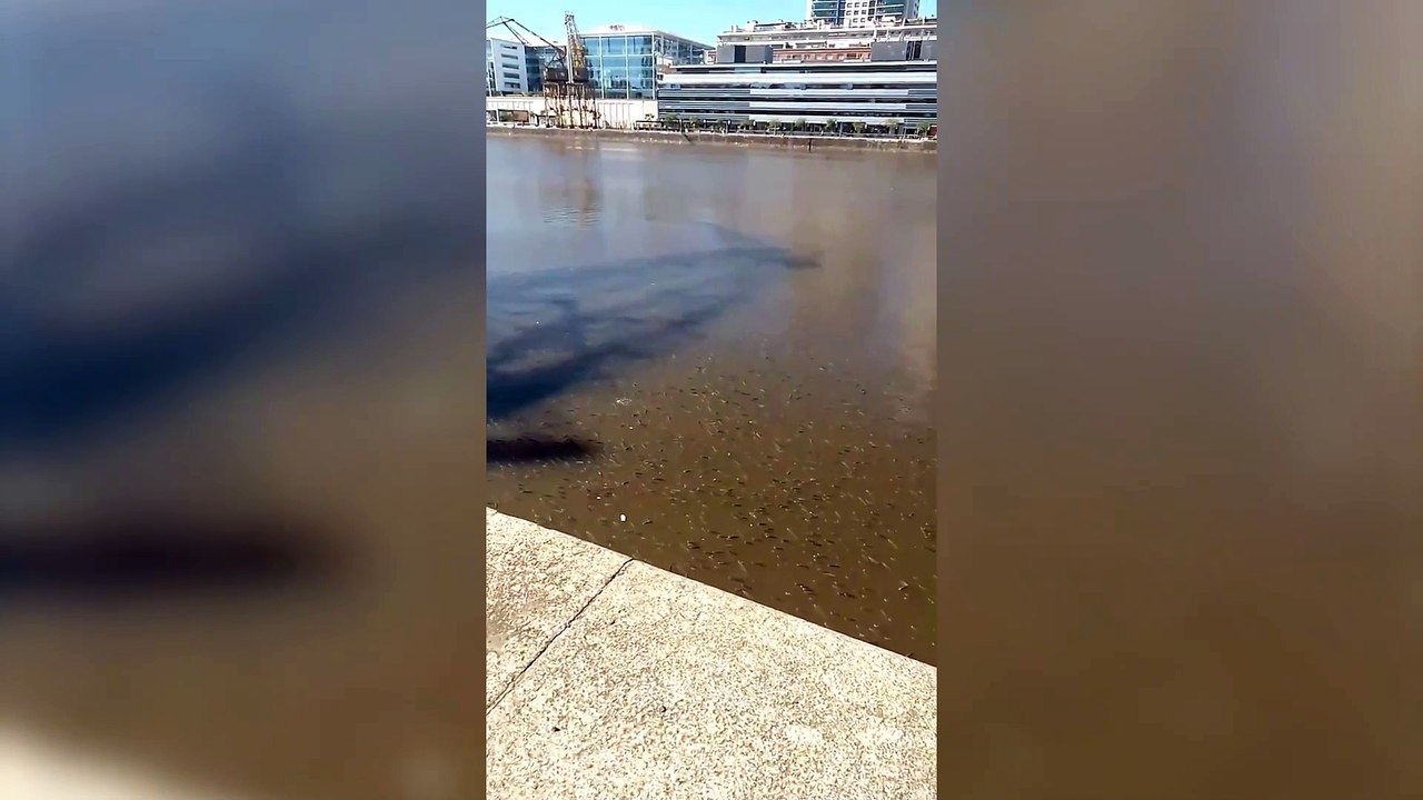 Puerto madero millones de peces muriendo por asfixia