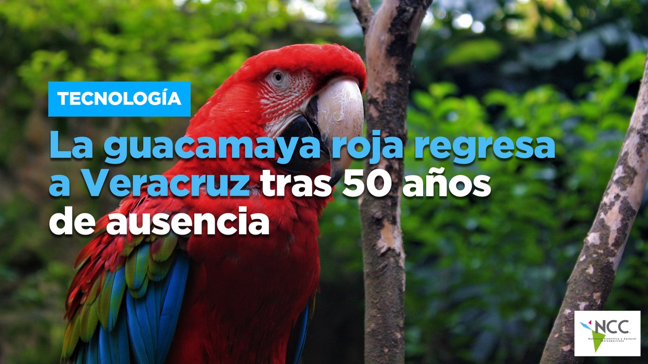 La guacamaya roja regresa a Veracruz tras 50 años de ausencia