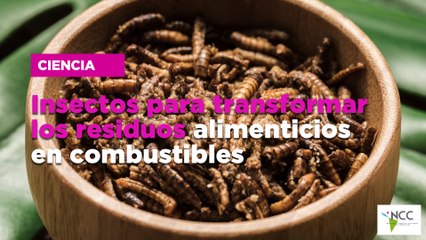 Insectos para transformar los residuos alimenticios en combustibles