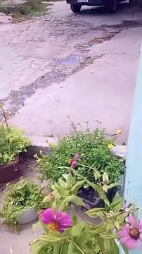 Moradora cobra conserto de galeria que está dando retorno para sua residência, no bairro Dona Milindra, em Patos