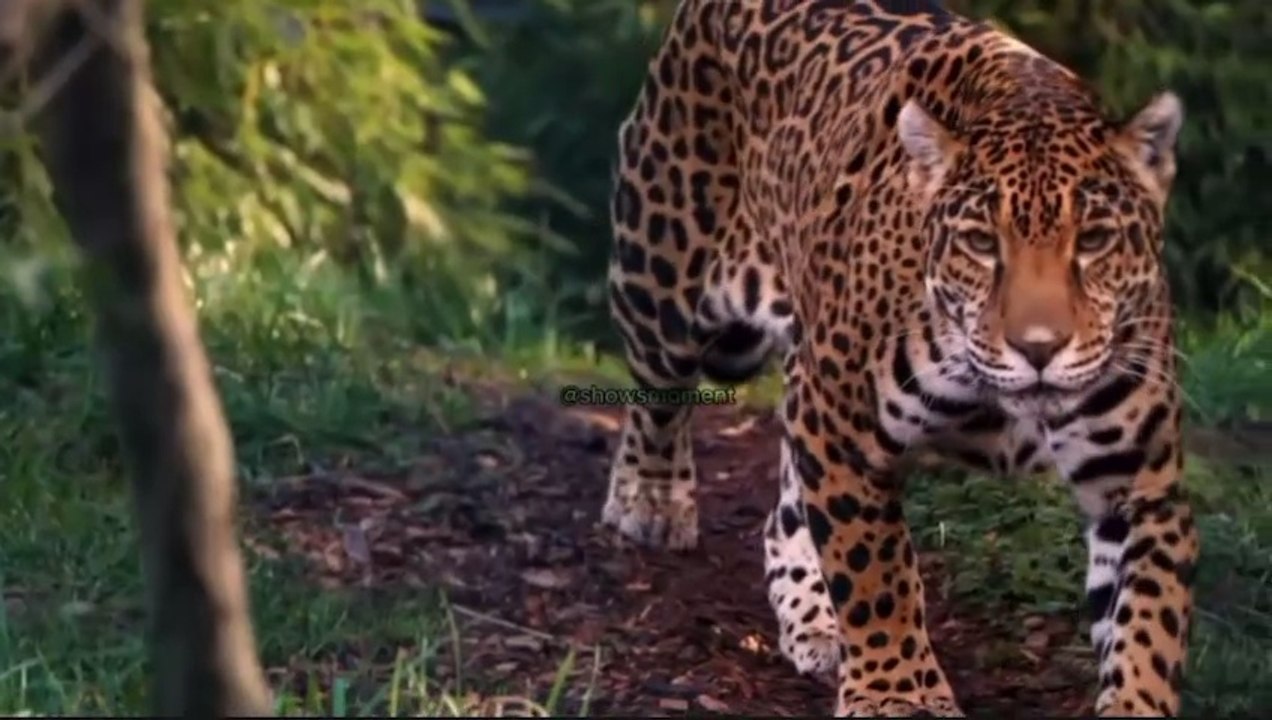 The Jaguar