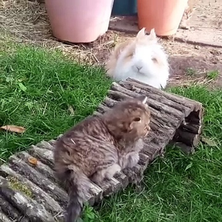 🐱🐰 Welcome to the whimsical world of CatsAndBunnies! Dive into a heartwar