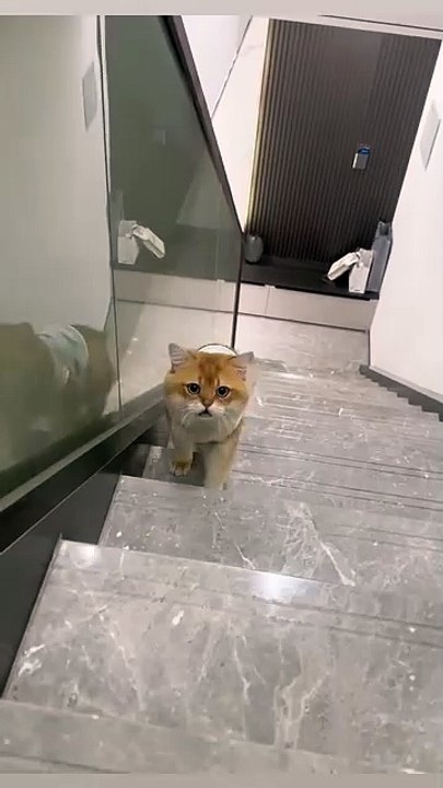 rớt cái nết kìa, vừa đi vừa nói😅