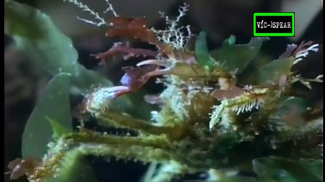 Cazadores: En el peligroso mar - Documental (1994) Español Latino