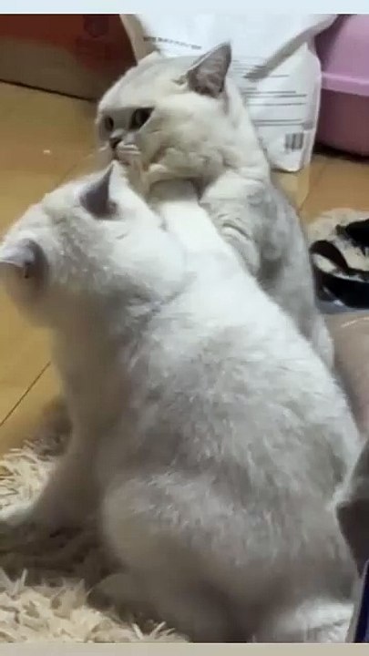 🦁