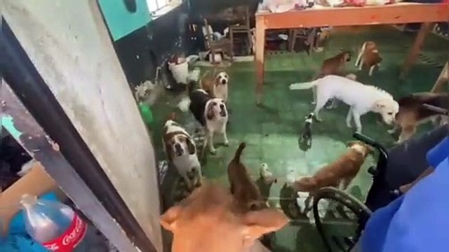 Auxilio Adulto mayor pide ayuda para alimentars a 20 perritos rescatados