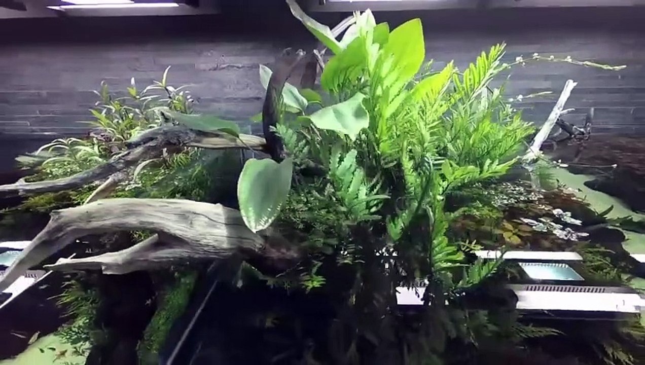 Aquarium