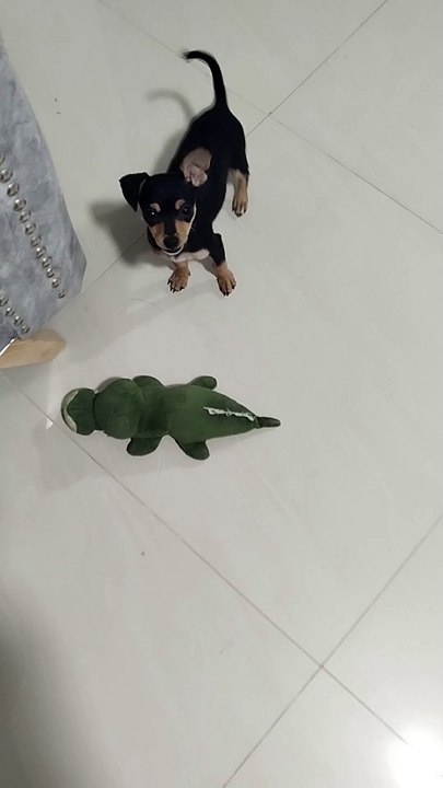Mi perrito