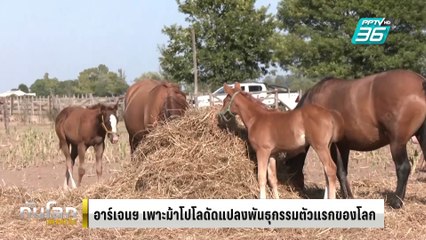 อาร์เจนตินาเพาะม้าโปโลดัดแปลงพันธุกรรมตัวแรกของโลก | ทันโลก EXPRESS | 8 มี.ค. 68