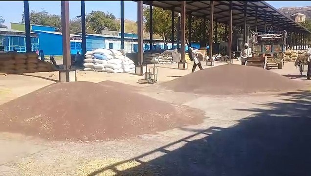 swm news...नई ‘सरसों’ की आवक से मण्डी होने लगी गुलजार