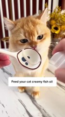WHICH fish oil is best for cats🐟