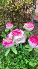 Beautiful While Flowers with pink outlines