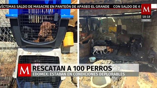 Rescatan a 100 perros que serían sacrificados para consumo en Edomex