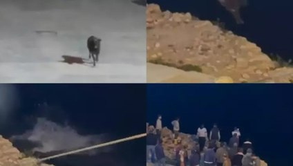 Kaçan angus denize balıklama atladı: O anlar kamerada