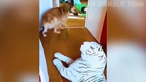 Funniest Cats and Dogs 🐶🐱 _ Funny Animal Videos #35