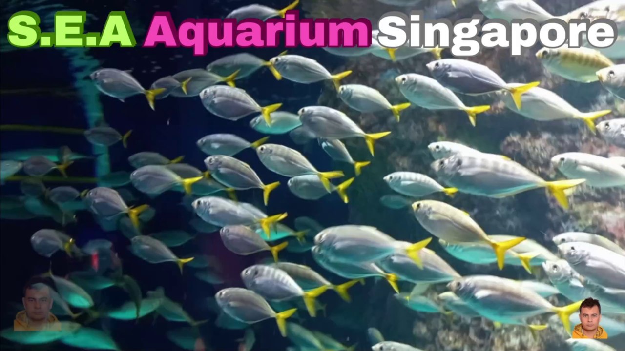 Sea Aquarium Singapore Tour | Resorts World Sentosa | Singapore | Singapore Oceanarium | Saltwater Aquarium | Aquarium | 10