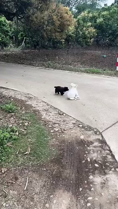 Meow & Woof Universe