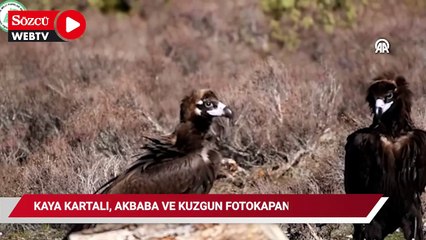 Kaya kartalı, akbaba ve kuzgun fotokapanla görüntülendi