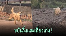 เมื่อเจ้าของติด GPS ให้น้องหมา ก็ไม่คิดว่าบางแก้วเที่ยวเก่งขนาดนี้