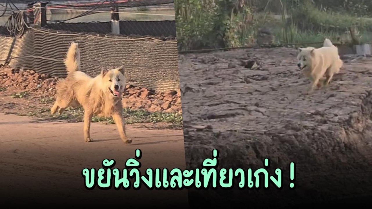 เมื่อเจ้าของติด GPS ให้น้องหมา ก็ไม่คิดว่าบางแก...