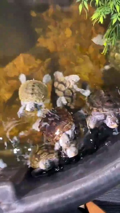No Matter What, This Turtle Keeps Coming Back! 🐢😆