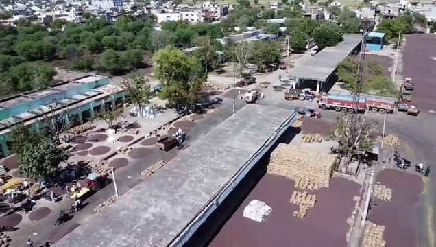 VIDEO: खेरली कृषि उपज मंडी में सरसों की बंपर आवक, रोज आ रहे 20 हजार कट्टे