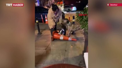 Ağızlıksız pitbull dubaya saldırdı