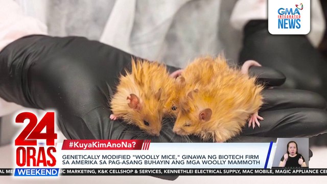 Genetically modified woolly mice, ginawa ng biotech firm sa Amerika sa pag-asang buhayin ang mga woolly mammoth | 24 Oras Weekend