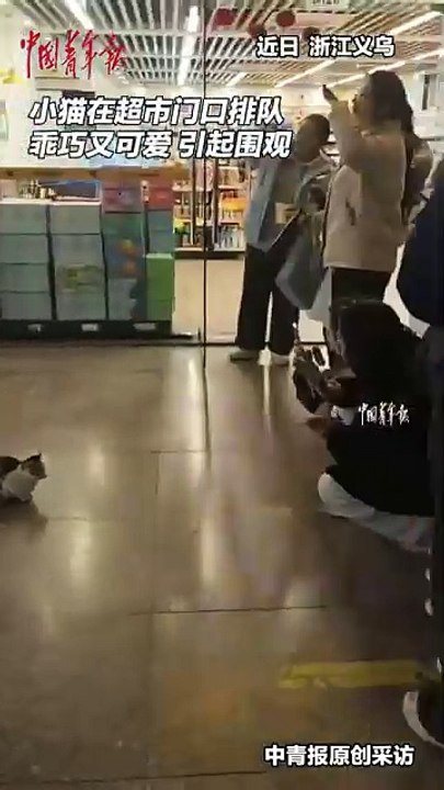 This #Cat Line in #China Will Blow Your Mind