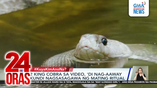 #KuyaKimAnoNa? - Hiking, naantala ng 2 naglilingkisang king cobra sa daan; Blue Ghost spacecraft ng isang private firm, tagumpay na na-launch sa buwan; Alagang baboy ng lalaking taga-Davao Oriental, kinain ng sawa; Lalaking mermaid o 'merman... | 24 Oras