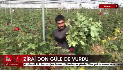 Adana'da zirai don gülü de vurdu