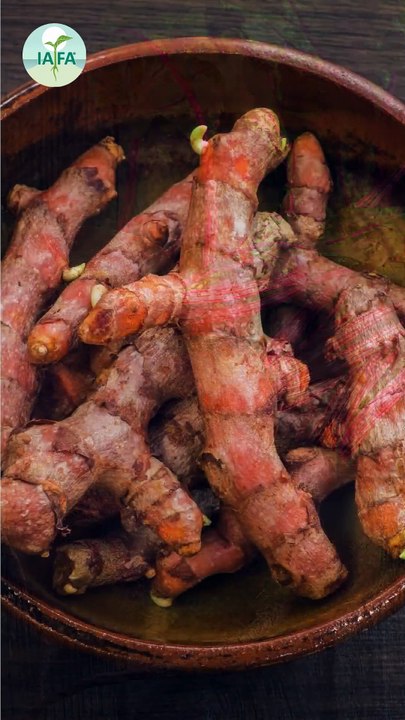 Best Prebiotic and Probiotic Drink for Overall Health