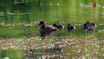 A heartwarming video of Ruddy Duck with her adorable little ducklings