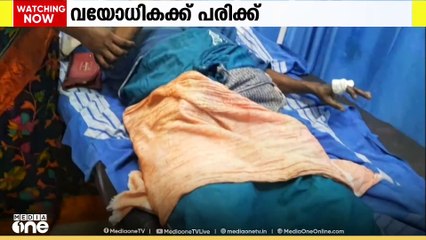 തിരുവനന്തപുരത്ത് കാട്ടുപന്നി ആക്രമണത്തിൽ വയോധികക്ക് പരിക്ക്