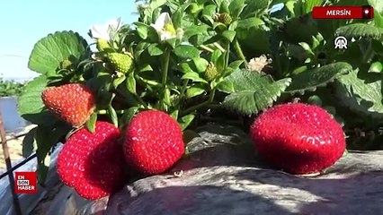 Mersin'de örtü altında yetiştirilen tescilli Silifke çileğinin hasadı başladı