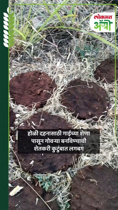 होळी दहनासाठी लागणारी गाईच्या शेणाची पारंपरिक गोवरी कशी तयार होते?