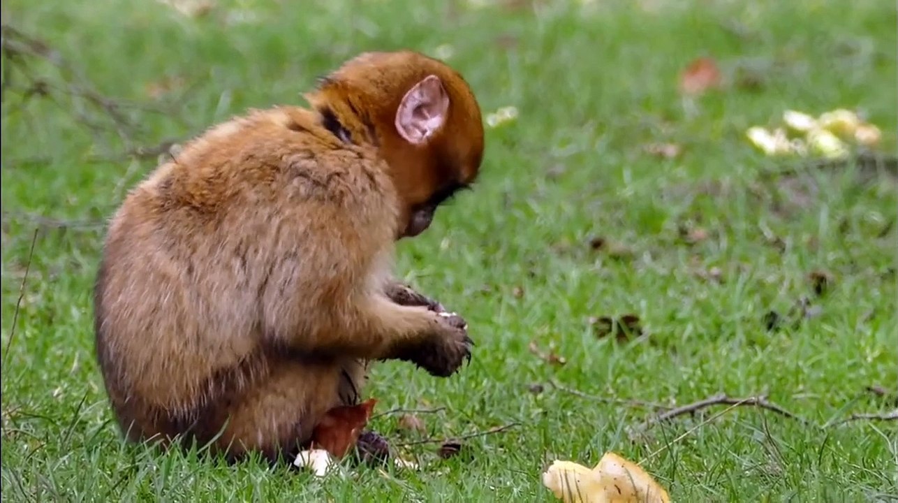 Monkey