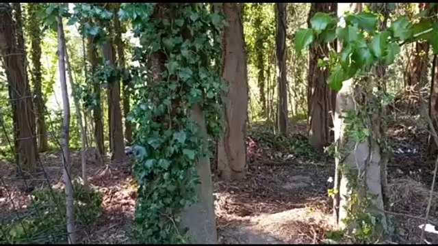 Nel bosco di Liliana Resinovich
