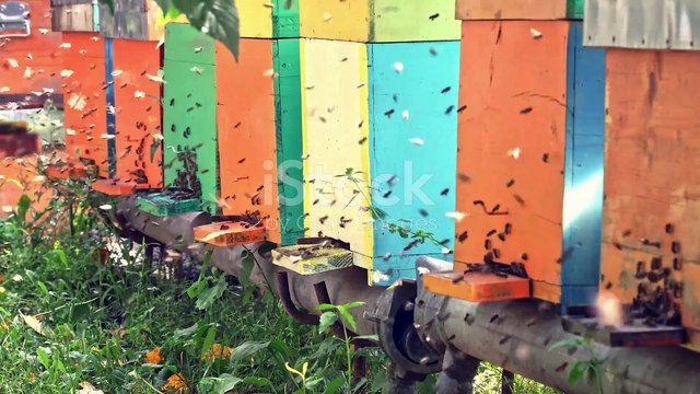 Les Abeilles Gardiens de notre Écosystème