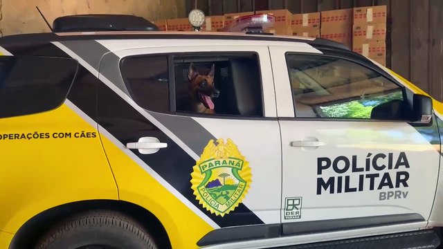 Polícia descobre barracão com 400 caixas de cigarros contrabandeados