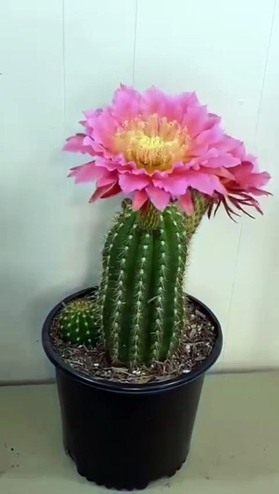 Umas das florações mais lindas que existem. #videoviral #reelsviral #viralpost2025