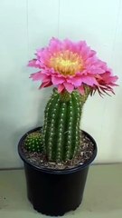 Umas das florações mais lindas que existem. #videoviral #reelsviral #viralpost2025