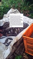 Cerita inspiratif tentang pemasaran ikan lele, semoga bisa memotivasi