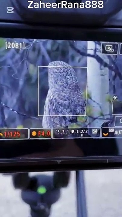 Bird look