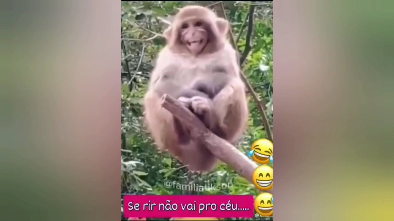 Vídeos Engraçados 2 #humorviral #viralpost2025 #humorbrasil #humormeme #meme #videoviral
